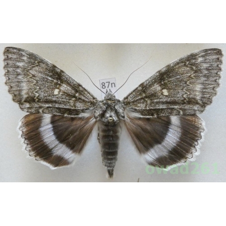 Catocala fraxini (Linnaeus, 1758) Czech87n